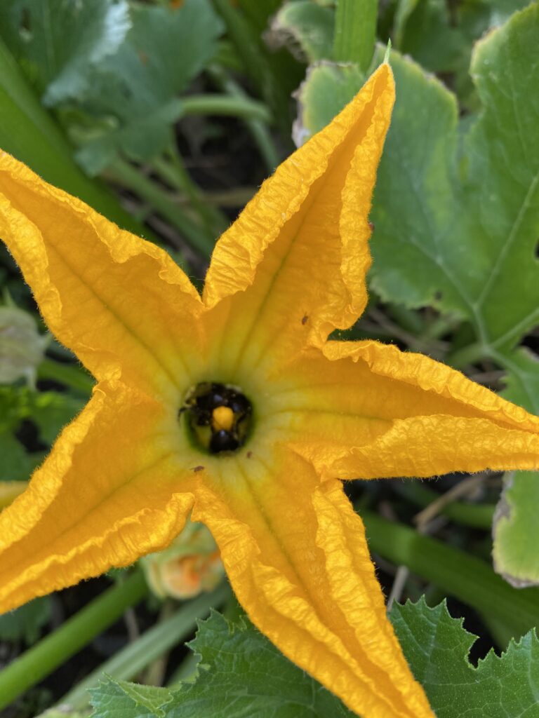 zucchini flower in full bloom