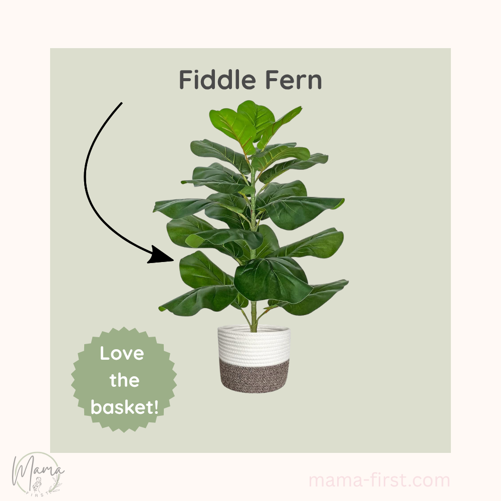 fiddlehead fern in basket